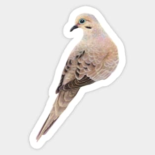 Mourning Dove Sticker